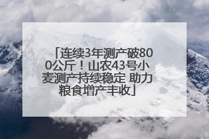 连续3年测产破800公斤！山农43号小麦测产持续稳定 助力粮食增产丰收