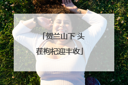 贺兰山下 头茬枸杞迎丰收