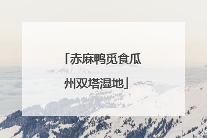 赤麻鸭觅食瓜州双塔湿地