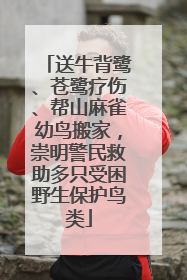 送牛背鹭、苍鹭疗伤、帮山麻雀幼鸟搬家，崇明警民救助多只受困野生保护鸟类
