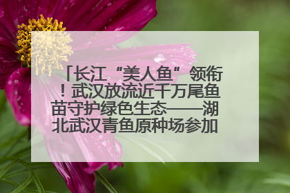 长江“美人鱼”领衔！武汉放流近千万尾鱼苗守护绿色生态——湖北武汉青鱼原种场参加2025年“全国放鱼日”增殖放流活动