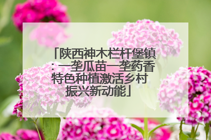 陕西神木栏杆堡镇：一垄瓜苗一垄药香 特色种植激活乡村振兴新动能