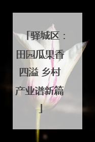 驿城区：田园瓜果香四溢 乡村产业谱新篇