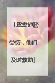 鸳鸯翅膀受伤，他们及时救助
