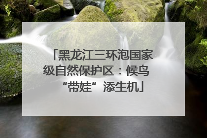 黑龙江三环泡国家级自然保护区：候鸟“带娃”添生机
