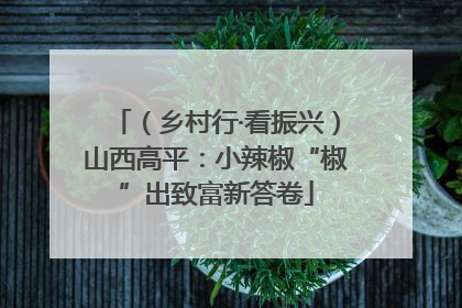 （乡村行·看振兴）山西高平：小辣椒“椒”出致富新答卷